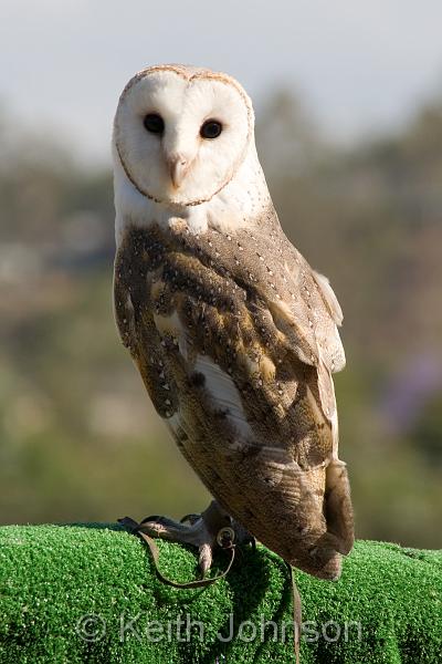 Barn Owl.jpg